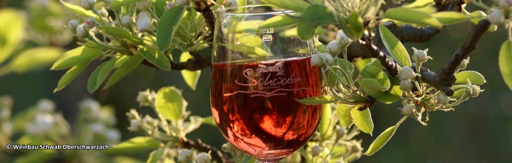 Weinbau Schwab Oberschwarzach
copyright: Weinbau Schwab Oberschwarzach