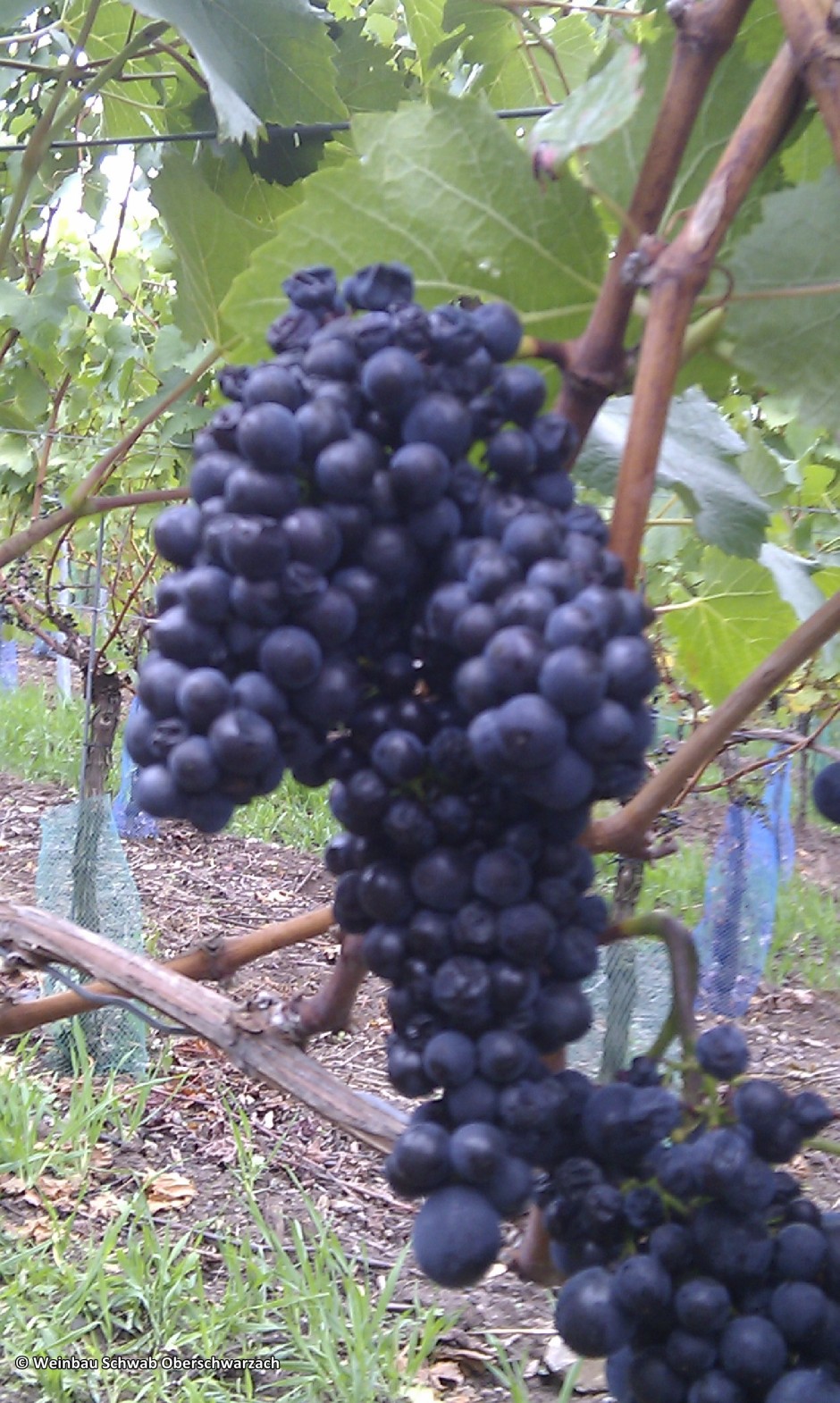 Spätburgunder copyright: Weinbau Schwab Oberschwarzach